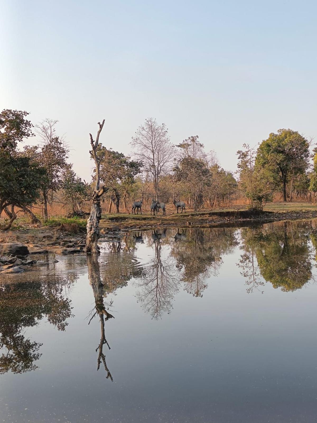 Hotel Gandhisagar Forest Retreat Gurla Exterior foto